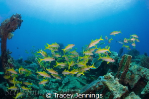 Exploratory diving Indonesia by Tracey Jennings 